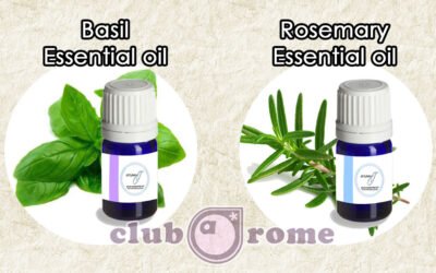 Meet the dynamic duo of productivity: Basil & Rosemary