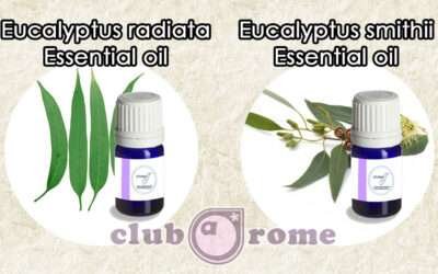 Two gentlest powerhouses of the Eucalyptus world: Eucalyptus Radiata and Eucalyptus Smithii!