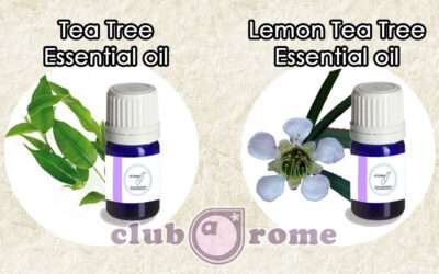 Tea Tree vs. Lemon Tea Tree: Your Essential Oil Power Duo!